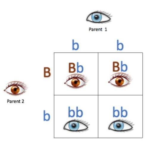 L’échiquier de Punnett montrant les génotypes et les phénotypes possibles qu’une personne peut hériter d’un parent homozygote aux yeux bleus et d’un parent hétérozygote aux yeux marrons.