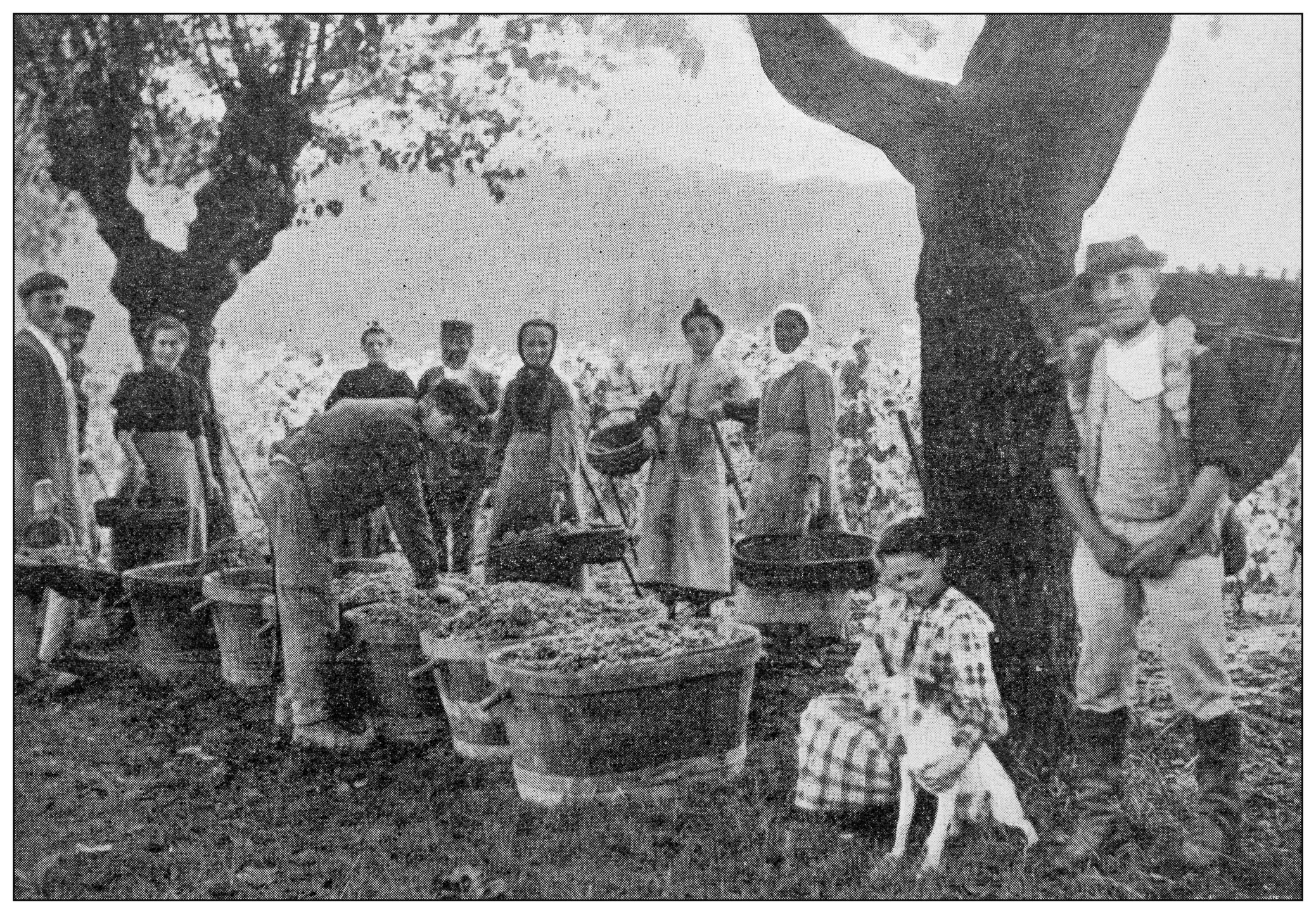 Vendanges en Bourgogne, Coteau de Montrond (image améliorée avec les outils MyHeritage)