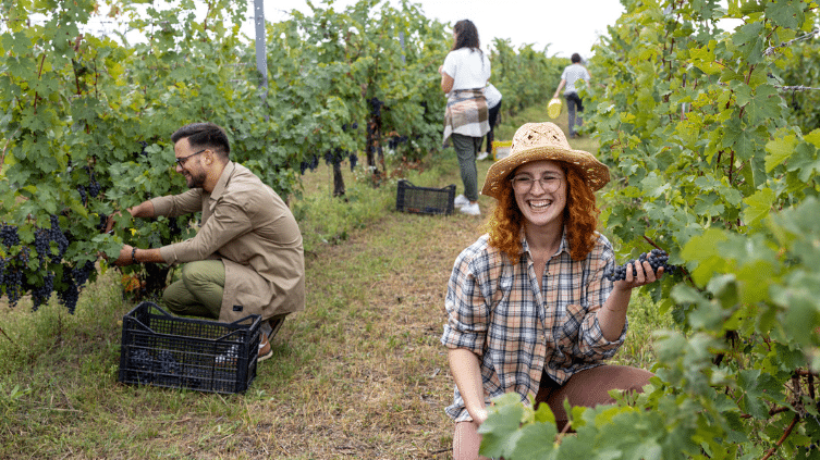 Les Vendanges : 4 Faits Insolites et Comment Retrouver Vos Ancêtres Vignerons