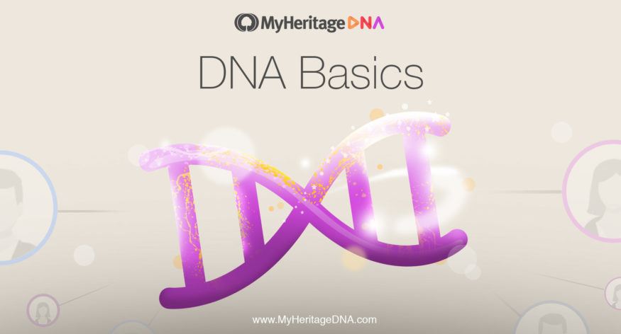 Notions de base de l’ADN, Chapitre 2 : La structure de l’ADN
